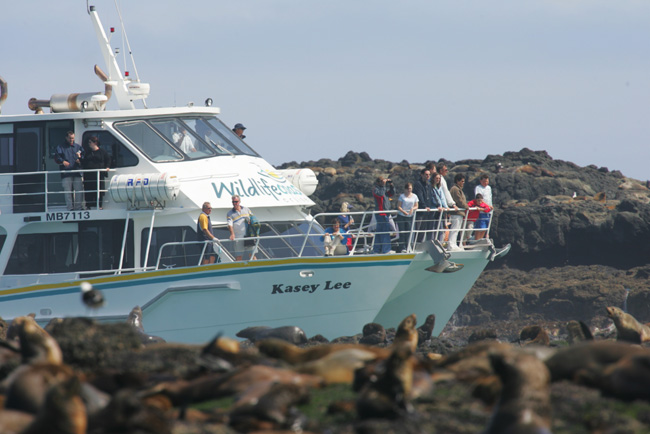 1Wildlife Coast Cruises image 2.jpg